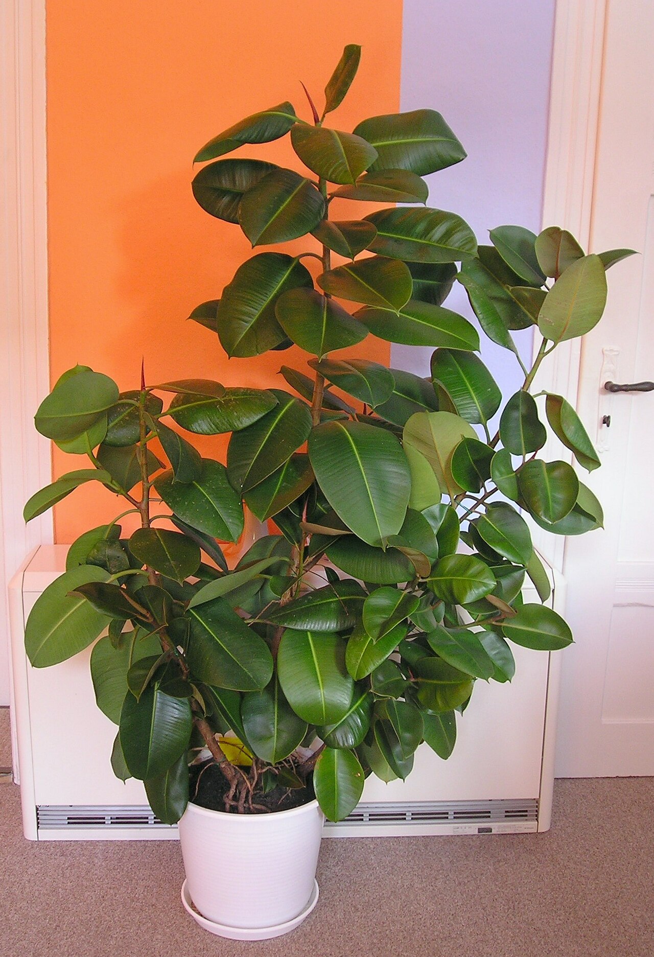 A large potted rubber plant