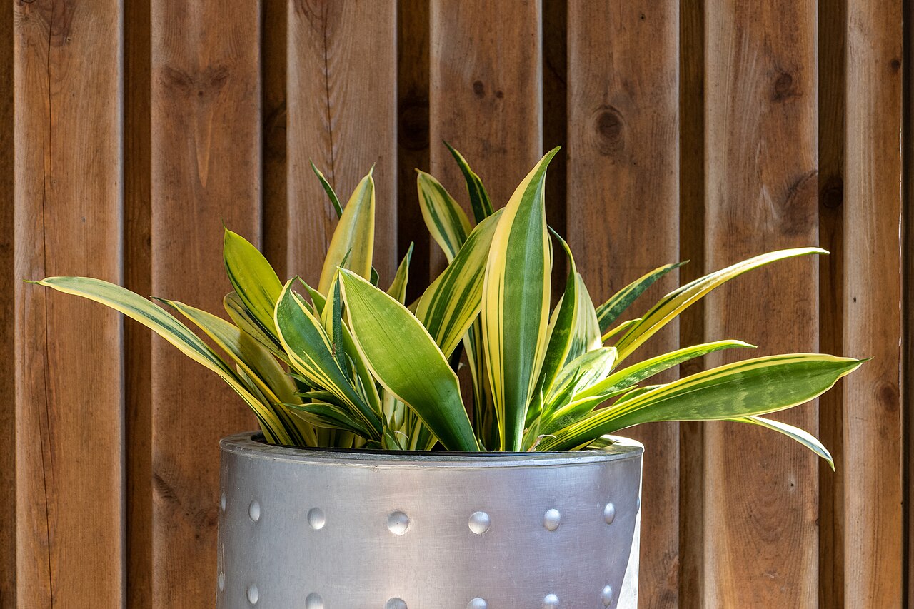 A snake plant in a simple pot